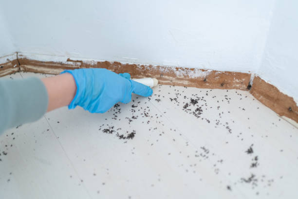 Best Pest Prevention Services  in Great Neck Plaza, NY